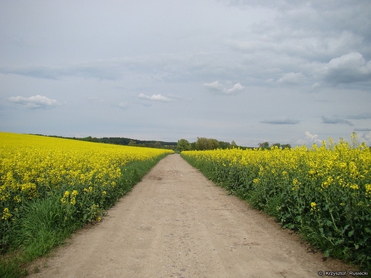 Pola rzepakowe