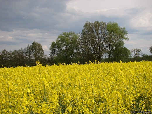 Pola rzepakowe