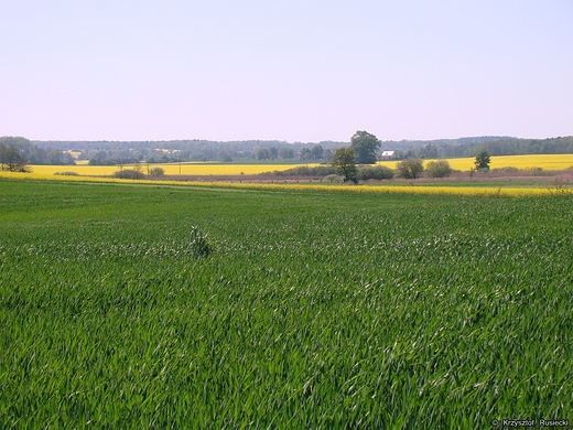 Pola rzepakowe