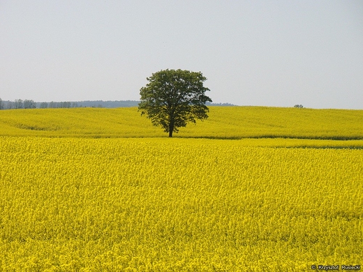 Pola rzepakowe