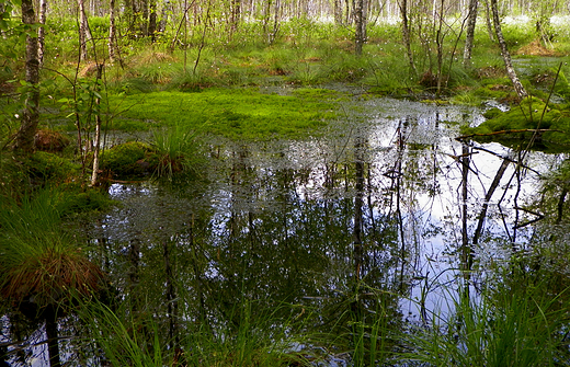 Nadbiebrzaskie bagno....pikne dla oka...niebezpieczne dla ycia....