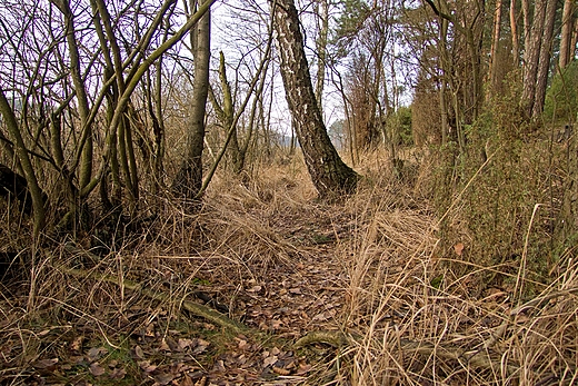 Wok jeziora Krokwiki Wielkie