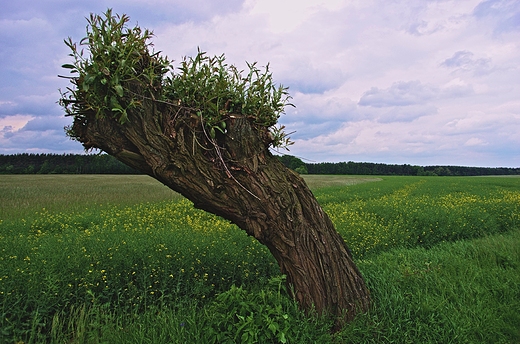 Krzywe drzewo