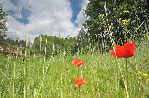 okolice Konstancjewa