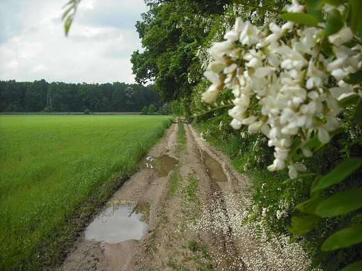 Pomiechwek. Na skraju Lasu Pomiechowskiego.