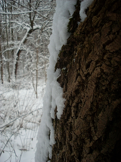 Kora. Las Kapturski - Radom