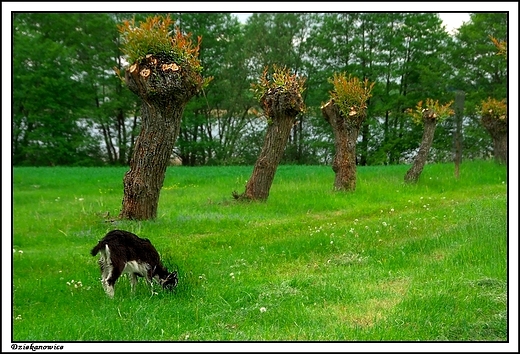 Dziekanowice - Wielkopolski Park Etnograficzny