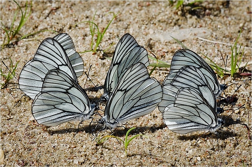 Aporia crataegi - Niestrzp gogowiec.