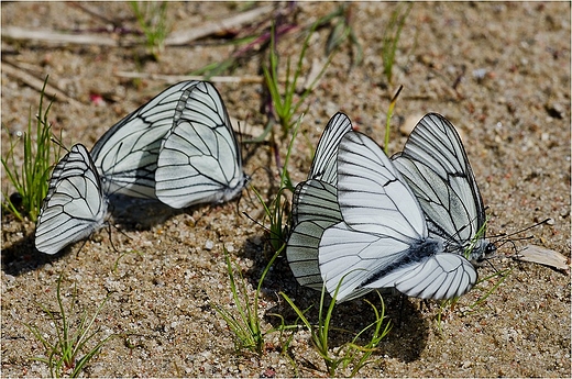 Aporia crataegi - Niestrzp gogowiec.