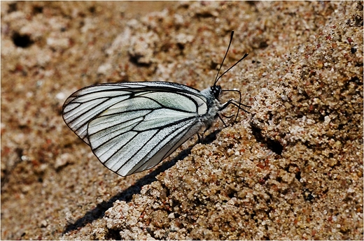 Aporia crataegi - Niestrzp gogowiec.