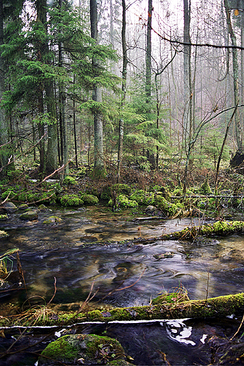 Rzeka Kamionka. Wigierski Park Narodowy