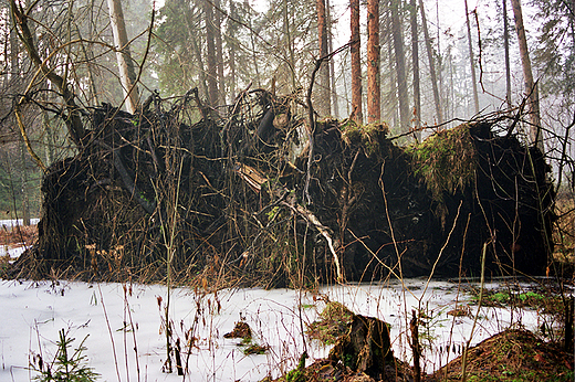 Rezerwat Kamionka. Wigierski Park Narodowy