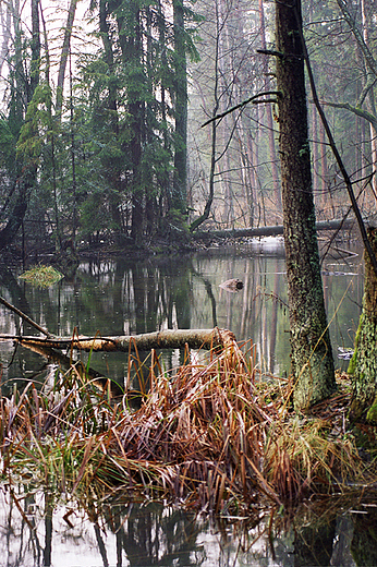 Wigierski Park Narodowy - rezerwat Kamionka