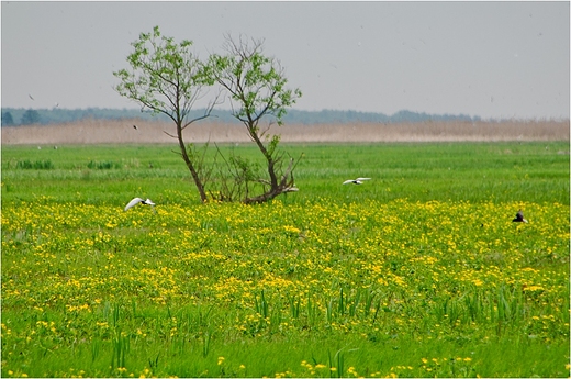 Okolice Gonidza - 11.05.2013