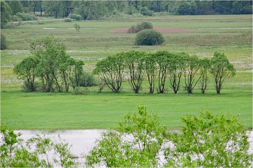 Nad Biebrz w Gonidzu -11.05.2013.