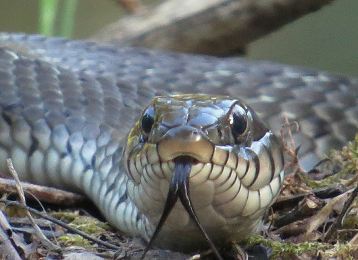 Zaskroniec zwyczajny Natrix natrix