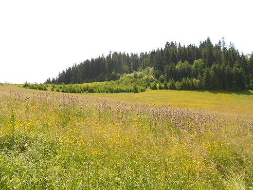 Wielki Potok. Okolice Jaworzynki