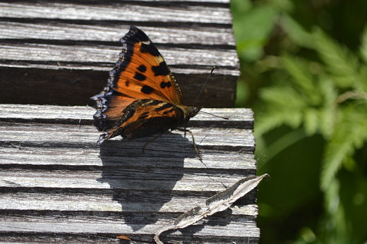 Motyl Admira