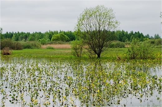 Nad Biebrz w Gonidzu.Maj 2013