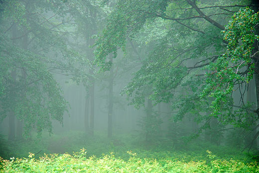 Bieszczadzki Park Narodowy