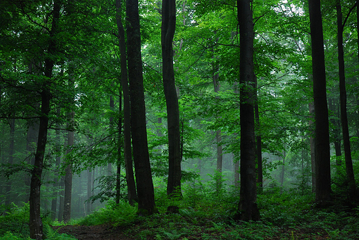 Bieszczadzki Park Narodowy