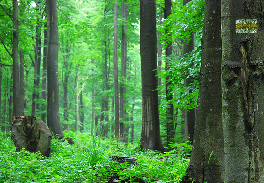 Bieszczadzki Park Narodowy