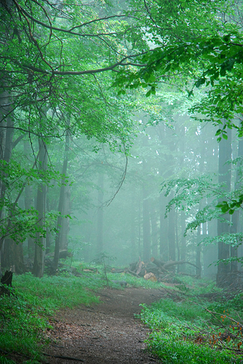 Bieszczadzki Park Narodowy