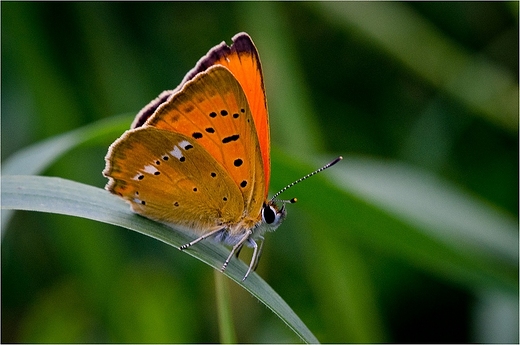 Motyle Suwalszczyzny - Czerwoczyk dukacik.