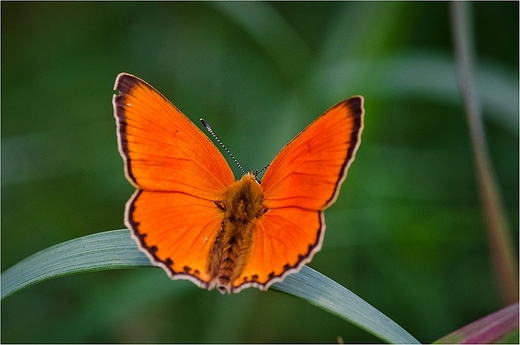 Motyle Suwalszczyzny - Czerwoczyk dukacik.