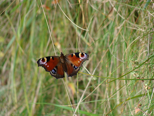 Motyl - rusaka pawik