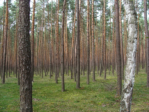 Las. Puszcza Kampinoska