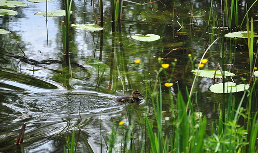 W Ogrodzie Botanicznym