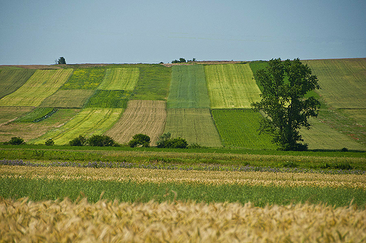 Szachownica pl