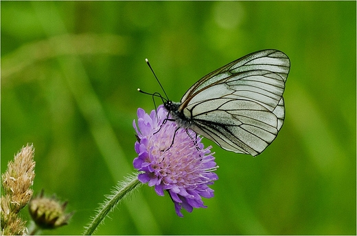 Motyle Suwalszczyzny - Niestrzp gogowiec.