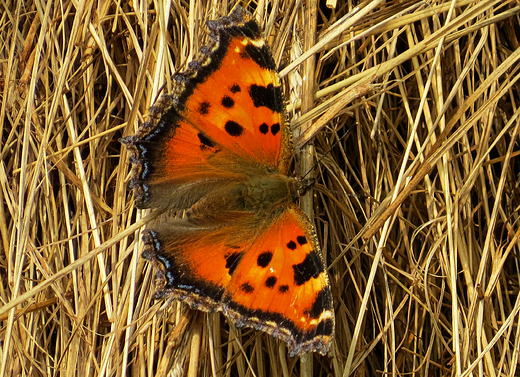 Nymphalis polychloros