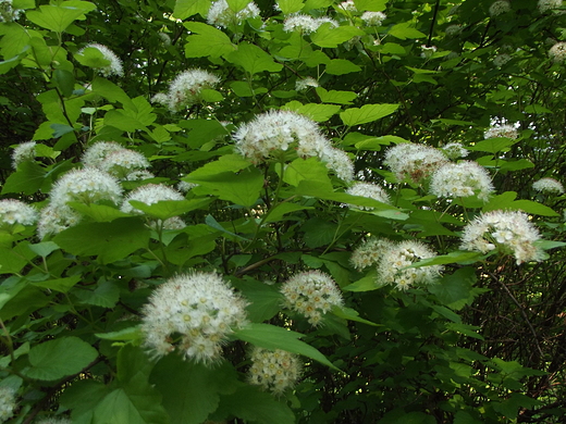 Park Kociuszki w Katowicach