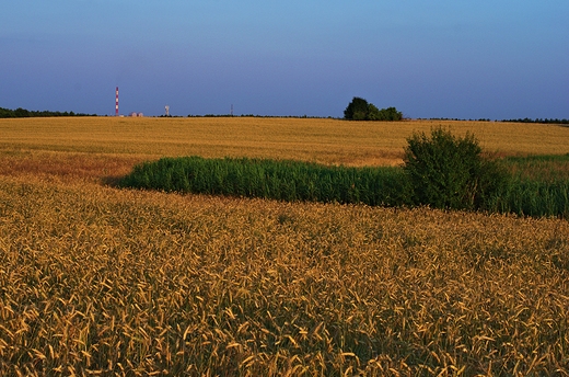 Dwa kolory pola, Morasko