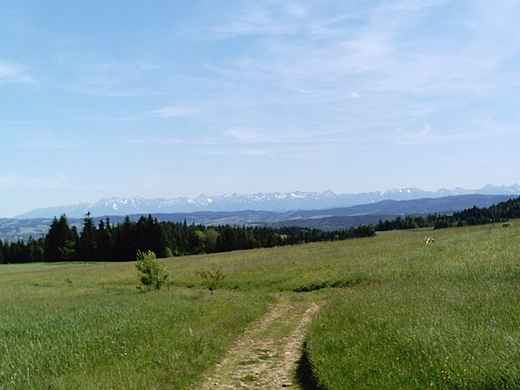 townia. Widok na Tatry z Roli Bacowej