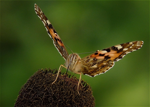 Rusaka osetnik