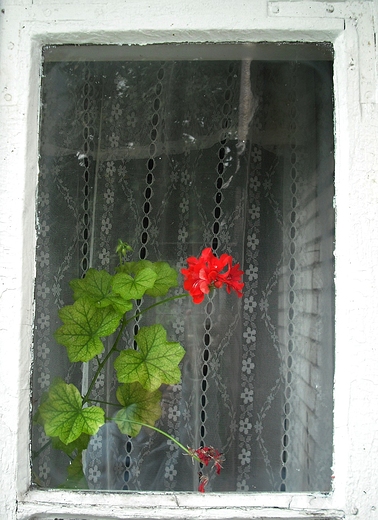 Kosewko. Ciekawska pelargonia.