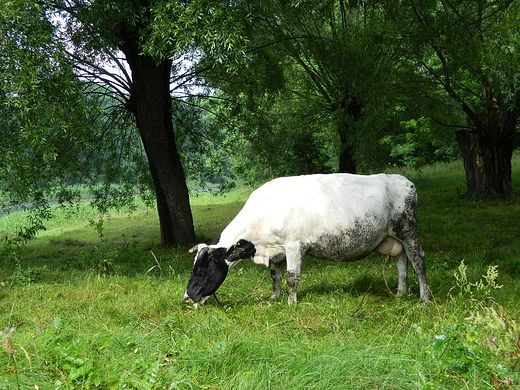 Szczypiorno. Nad Wkr.