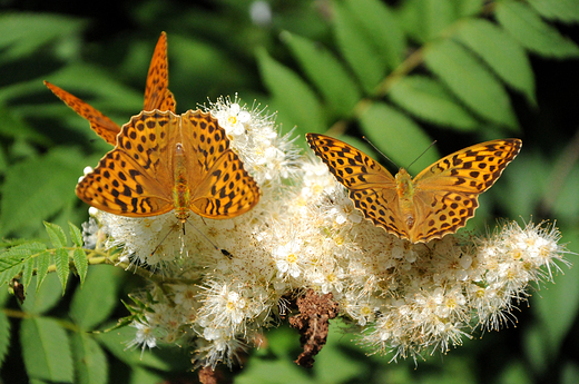 Motyle na kwiatach tawuy