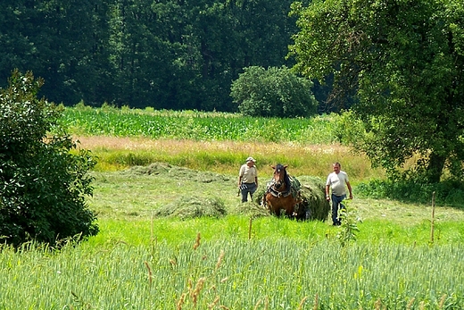 Sianokosy