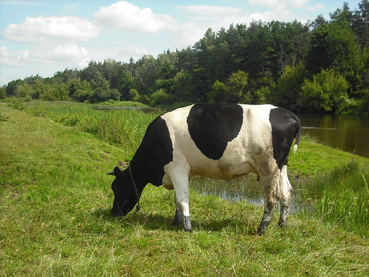 Szczypiorno. Nad Wkr.