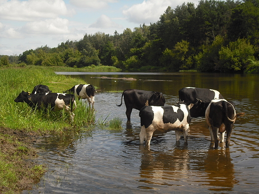 Szczypiorno. Nad Wkr.