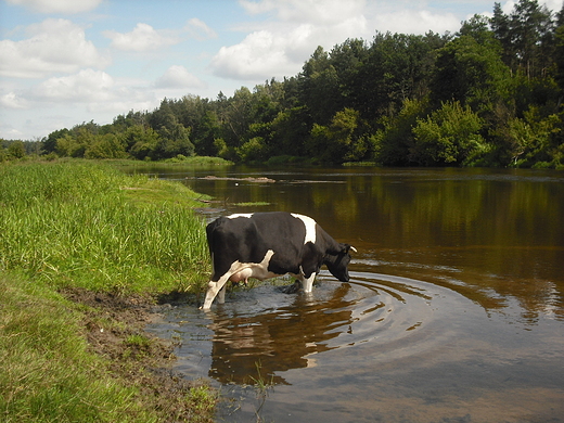 Szczypiorno. Nad Wkr.