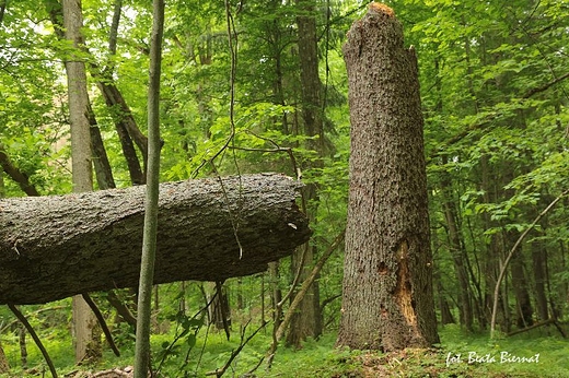 Biaowiea - Rezerwat cisy Biaowieskiego Parku Narodowego