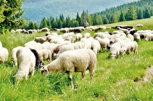 Gorczaskie szlaki. Wypas owiec.