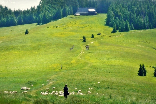 Gorczaskie szlaki. Wypas owiec.