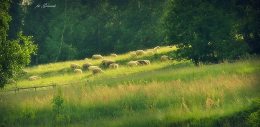 Gorczaskie szlaki.